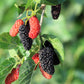 15 Red MULBERRY Morus Rubra Black Fruit Shrub Tree Seeds