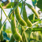 20 Buttery Edamame TOHYA SOYBEAN Pale Green Glycine Max Soy Bean Vegetable Seeds