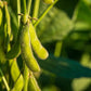 20 Organic Sweet KOREAN BLACK SOYBEAN Glycine Max Edamame Soy Bean Vegetable Seeds
