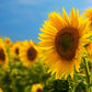 100 BLACK OIL SUNFLOWER Helianthus Annuus Yellow Hummingbird Bird Flower Seeds