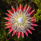 5 Giant KING PROTEA Cynaroides Sugarbush Rare 12" Flower Seeds