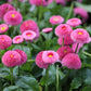 100 PINK ENGLISH DAISY Bellis Perennis Tasso Pink Double Flower Seeds