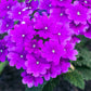 200 Pink & Purple MOSS VERBENA Verbena Tenuisecta Fragrant Hummingbird Flower Seeds