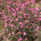 350 RED BABYS BREATH Gypsophila Elegans Baby's Breath Flower Seeds