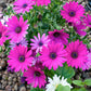 20 MIXED COLORS OSTEOSPERMUM Ecklonis African Cape Daisy Flower Seeds