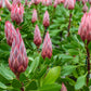 5 Giant KING PROTEA Cynaroides Sugarbush Rare 12" Flower Seeds