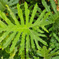 15 Lacy TREE PHILODENDRON Split Leaf Cut-leaf Selloum House Plant Seeds