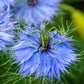 500 LOVE IN A MIST Miss Jekyll Blue ( Fennel Flower ) Nigella Damascena Flower Seeds