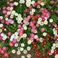 100 MIXED Colors ENGLISH DAISY Bellis Perennis Flower Seeds