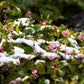 10 ARCTIC RASPBERRY Nagoonberry Rubus Arcticus Red Berry Fruit Bramble Seeds