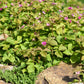 10 ARCTIC RASPBERRY Nagoonberry Rubus Arcticus Red Berry Fruit Bramble Seeds