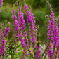 1000 PINK WINGED LOOSESTRIFE Lythrum Alatum Flower Seeds