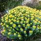 25 ROSEROOT STONECROP Golden Rose Root Sedum Rhodiola Rosea Yellow Succulent Flower Seeds