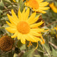 25 YELLOW Torch MEXICAN SUNFLOWER Tithonia Speciosa Flower Seeds