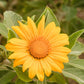 25 YELLOW Torch MEXICAN SUNFLOWER Tithonia Speciosa Flower Seeds