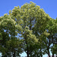 5 CAMPHOR TREE Laurel Cinnamomum Camphora Camphorwood White Flower Black Seeds