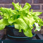 3000 Black Seeded Simpson LEAF LETTUCE Lactuca Sativa Vegetable Seeds