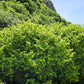 5 EUROPEAN HAZELNUT TREE aka Common Filbert Corylus Avellana Fruit Nut Seeds