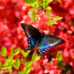 10 RED CUMBERLAND AZALEA Rhododendron Cumberlandense Bush Shrub Flower Seeds