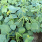 150 MUNG BEAN Moong Sprouts Golden Gram Green Vigna Radiata Vegetable Seeds