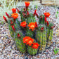 50 CACTUS MIX 'Finest Mixed' Succulent Flower Plant Seeds
