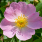 50 Thornless Pink DOG BRIER ROSE Bush Rosa Canina Inermis Victory Garden Fragrant Flower Seeds