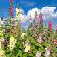 50 Mixed Colors HOLLYHOCK COUNTRY ROMANCE Mix Alcea Rosea Flower Seeds