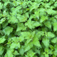 200 STINGING NETTLE Urtica Dioica (aka Common, California, or Bull Nettle / Tread Softly) Flower Seeds