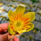 15 TULIP POPLAR TREE Yellow Flower Liriodendron Tulipifera Whitewood Seeds