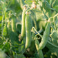 50 Organic SMALL RED BEAN Phaseolus Vulgaris Vegetable Seeds