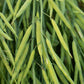 1000 Dwarf ESSEX RAPE KALE Rapeseed Brassica Napus Vegetable Seeds