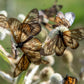 200 RATTLESNAKE MASTER / Button Snakeroot  Eryngium Yuccifolium Flower Seeds