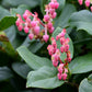 40 SALAL BERRY Gaultheria Shallon Pink White Flowers Blue Fruit Shrub Seeds