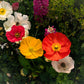 2500 ICELAND POPPY MIX Papaver Nudicaule Mixed Colors Flower Seeds