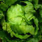 1000 GREAT LAKES LETTUCE Batavian Iceberg Lactuca Sativa Vegetable Seeds