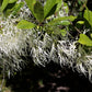 3 FRINGE TREE Chionanthus Virginicus Old Man's Beard White Flower Seeds