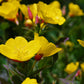 1000 YELLOW EVENING PRIMROSE Oenothera lamarckiana Flower Seeds