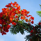 10 ROYAL POINCIANA TREE Delonix Regia aka Red Flame Flamboyant Tree Peacock Flower Seeds