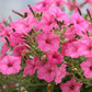 100 PINK PETUNIA Hybrida Pollinator Garden Container Flower Seeds