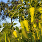 75 CUBANELLE PEPPER (Italian Sweets / Banana Pepper / Italian Frying Pepper) Capsicum Annuum Vegetable Seeds