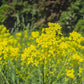 1000 PREMIER KALE Early Hanover Brassica Oleracea Greens Vegetable Seeds