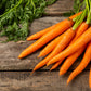 1500 IMPERATOR 58 CARROT Daucus Carota Seeds