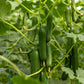 100 LONG Green IMPROVED CUCUMBER Slicing Cucumis Sativus Fruit Vegetable Seeds