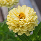 250 ISABELLINA ZINNIA Elegans Pastel Light Yellow Double Heirloom Flower Seeds