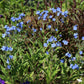500 Blue Chinese FORGET ME NOT (Hounds Tongue) Cynoglossum Amabile Flower Seeds