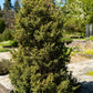 60 Organic Seeds COMMON JUNIPER (20 Berries) Juniperus Communis Tree Shrub Evergreen Conifer Blue Berry Yellow Flower aka Gin Berry Pine