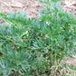 500 ABSINTHE WORMWOOD Common Artemisia Absinthium Green Ginger Herb Flower Seeds