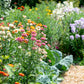 100 TALL Double MIXED Colors STRAWFLOWER Xerochrysum Bracteatum Helichrysum Monstrosum Flower Seeds