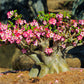 10 Mixed DESERT ROSE / ADENIUM Obesum African Houseplant Flower Seeds