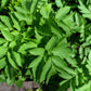 30 ANGELICA Archangelica Officinalis Edible Archangel / Holy Ghost Herb Seeds